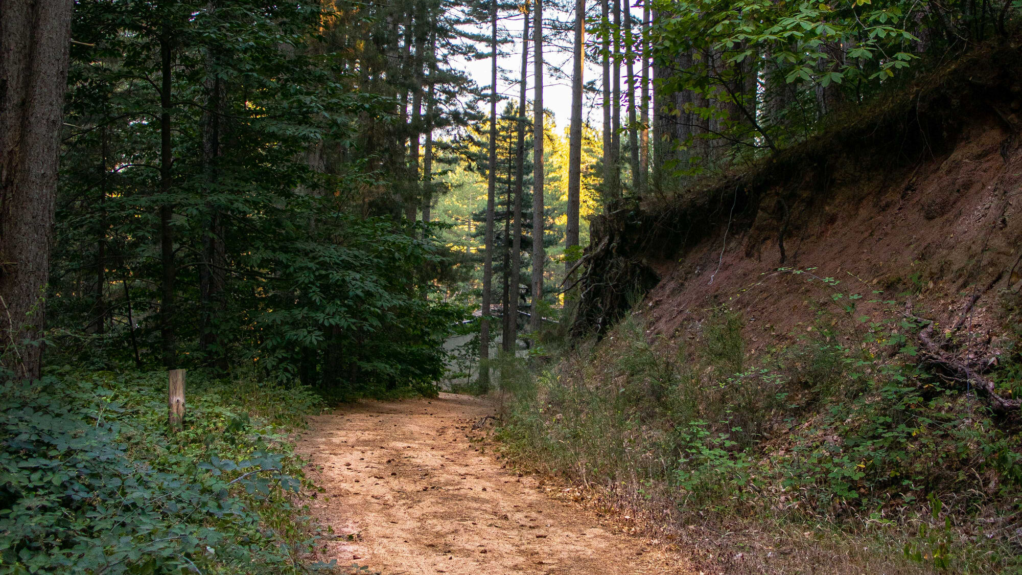 Sentiero nel bosco a Villaggio Pino Grande